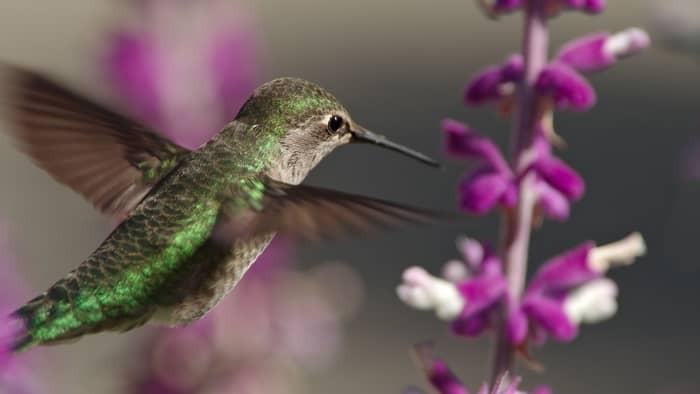  When should I put out my hummingbird feeder in Chicago?