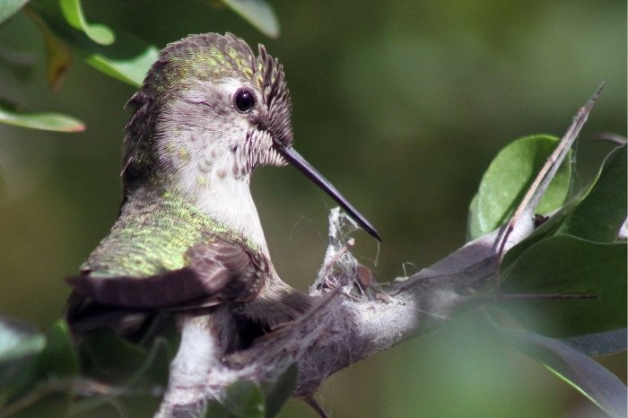 Where Do Hummingbirds Build Nests