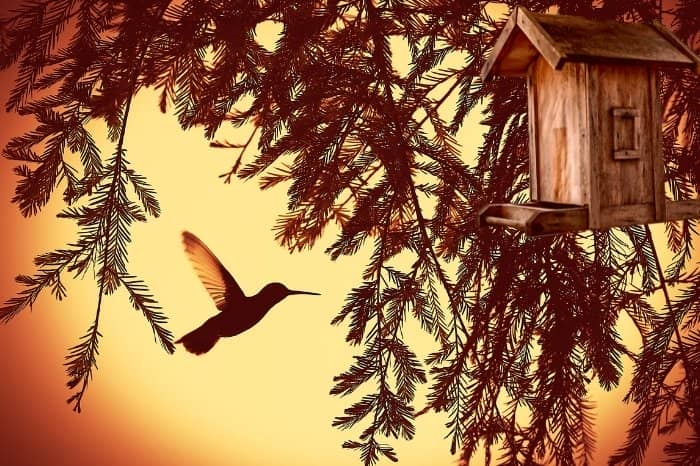 Where To Install Birdhouses For Hummingbirds