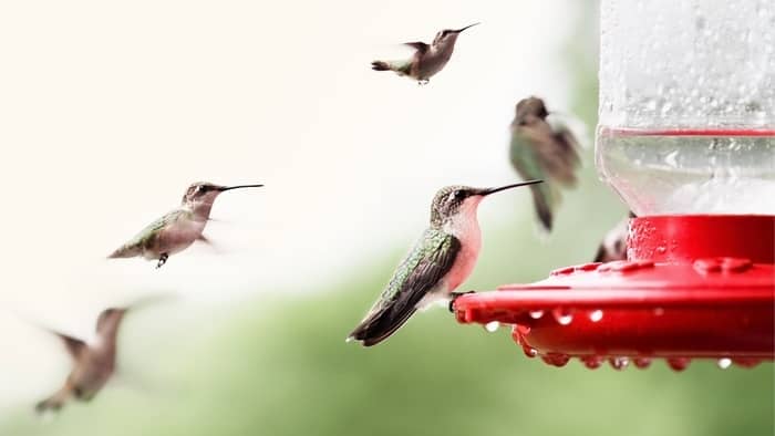  Where are the hummingbirds in Indiana?