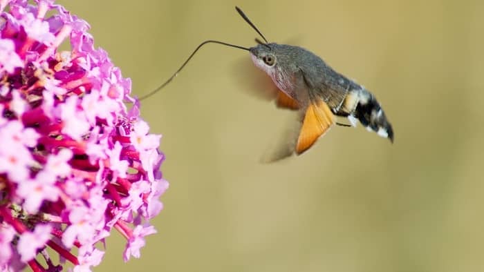  Where can you see hummingbirds in the UK?