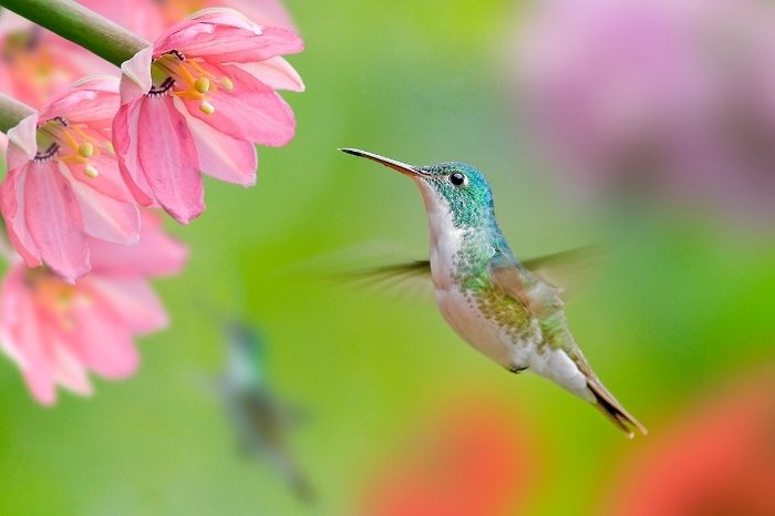 Why You Should Plant Flowers That Attract Hummingbirds