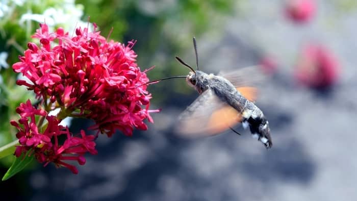  Why are there no hummingbirds in Europe?