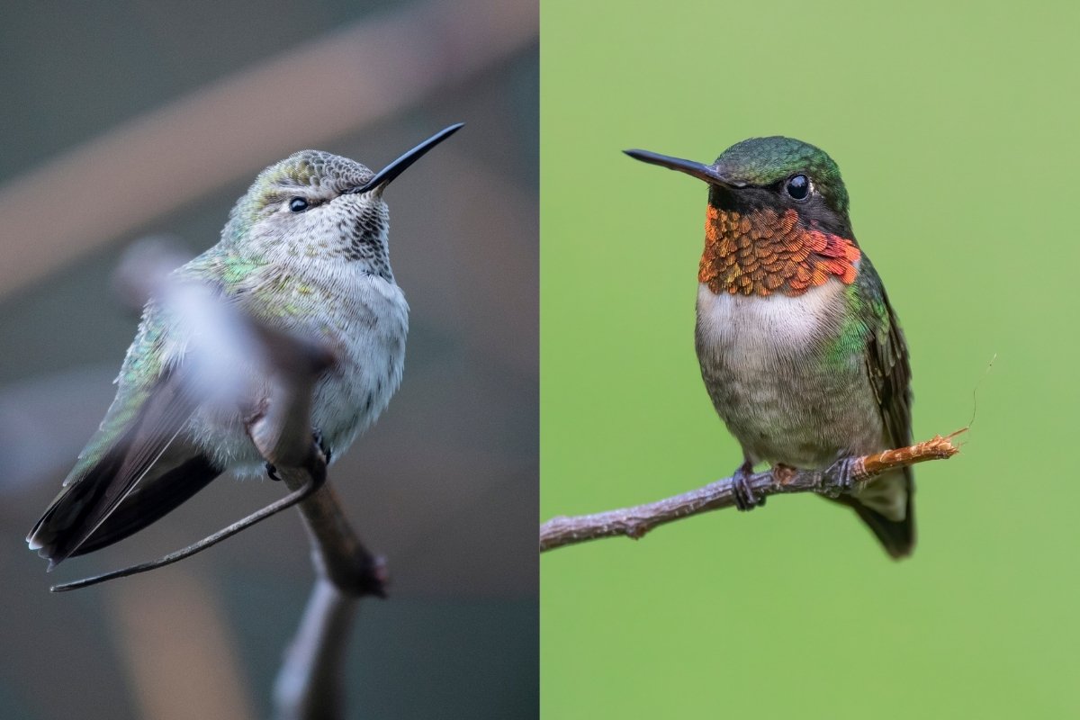 broad tailed hummingbird vs ruby throated hummingbird