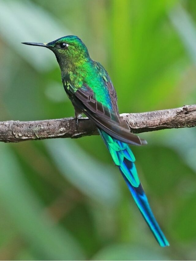 6 Stunning Hummingbirds With Long Tails