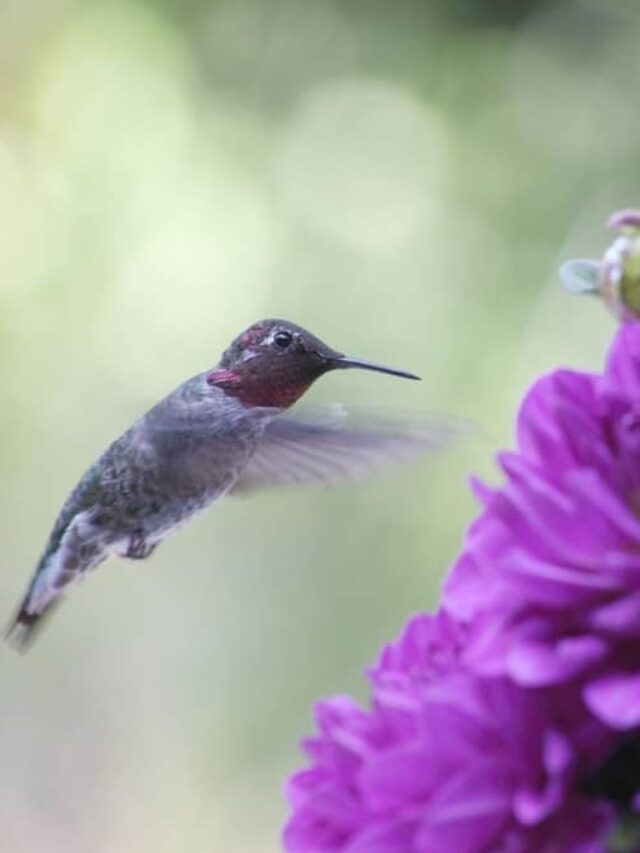 Are Hummingbirds Colorblind