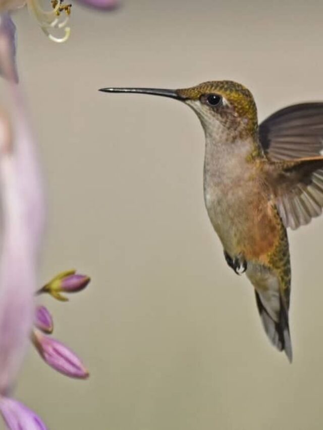 Best Time To See Hummingbirds In Indiana Peak Migration Hummingbirds