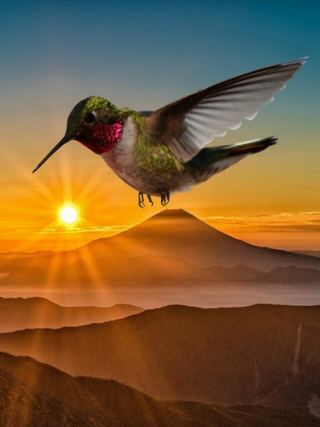 3 Enticing Native American Hummingbird Legends And Their Meanings
