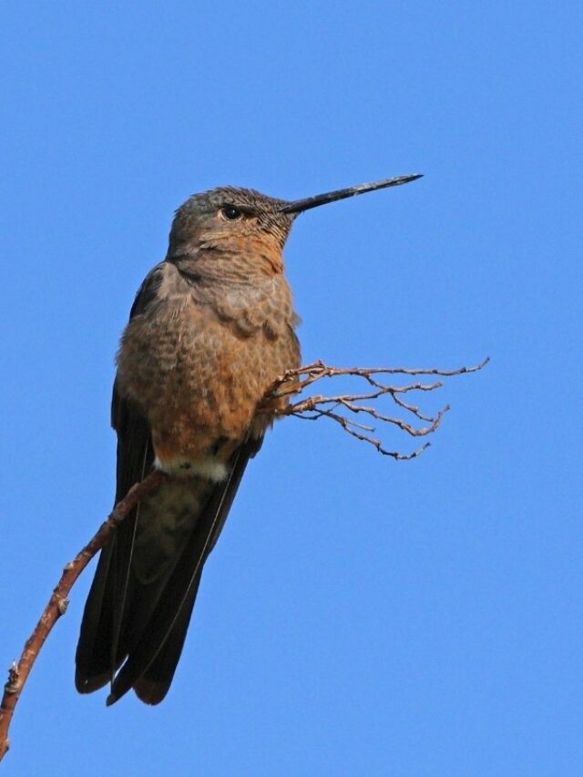 What's The Giant Hummingbird Size - 3 Surprising Facts