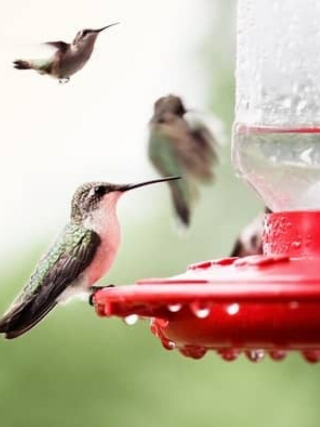 Where are the hummingbirds in Indiana?