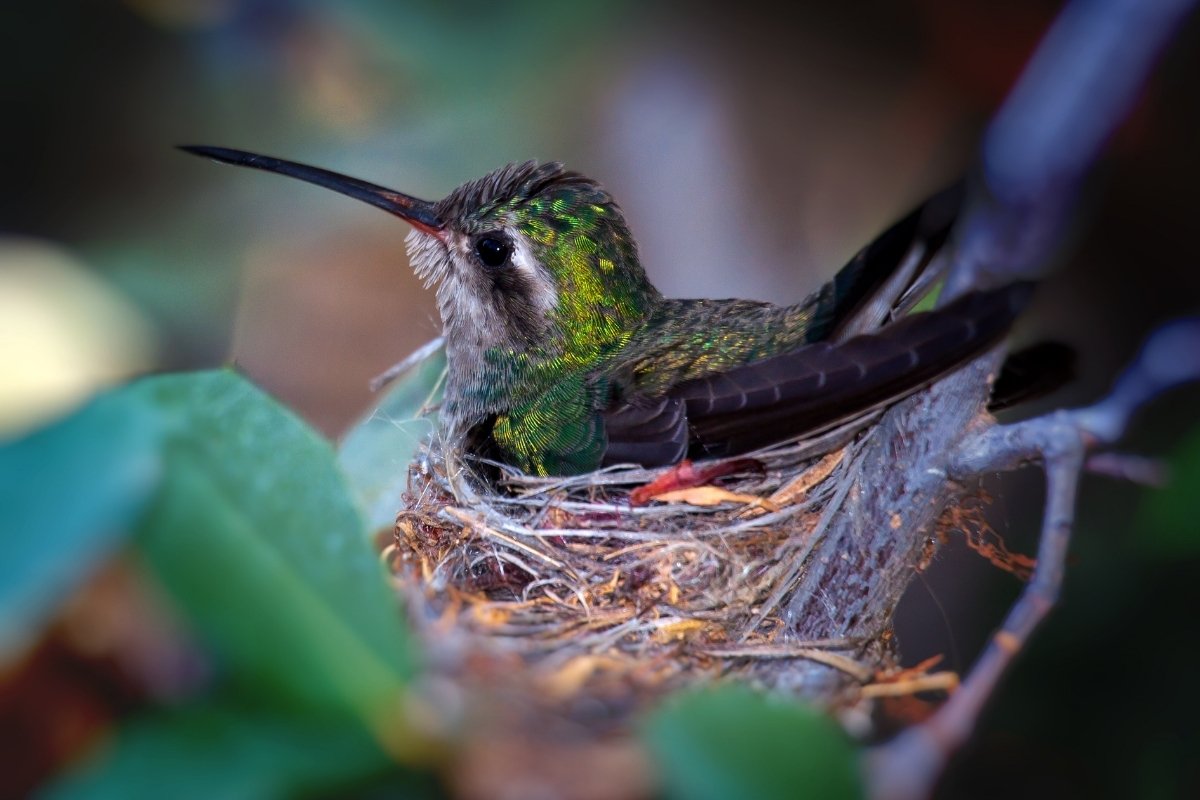 Are Female Hummingbirds Territorial? Here’s How They Compare To Males