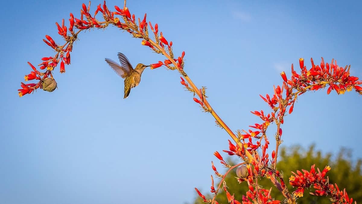 Are Hummingbirds A Sign Of Good Luck