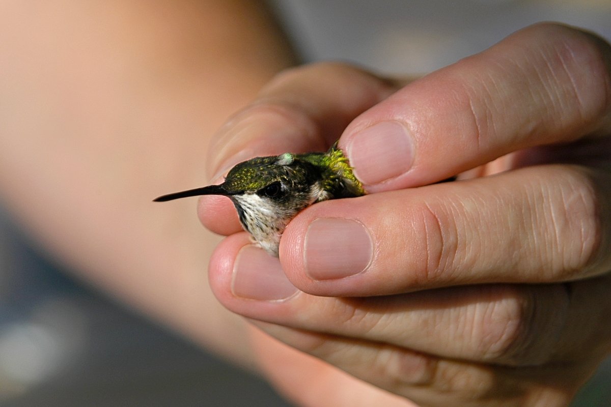 Are Hummingbirds Afraid Of Humans? 4 Tips To Prevent Scarring The Birds Away