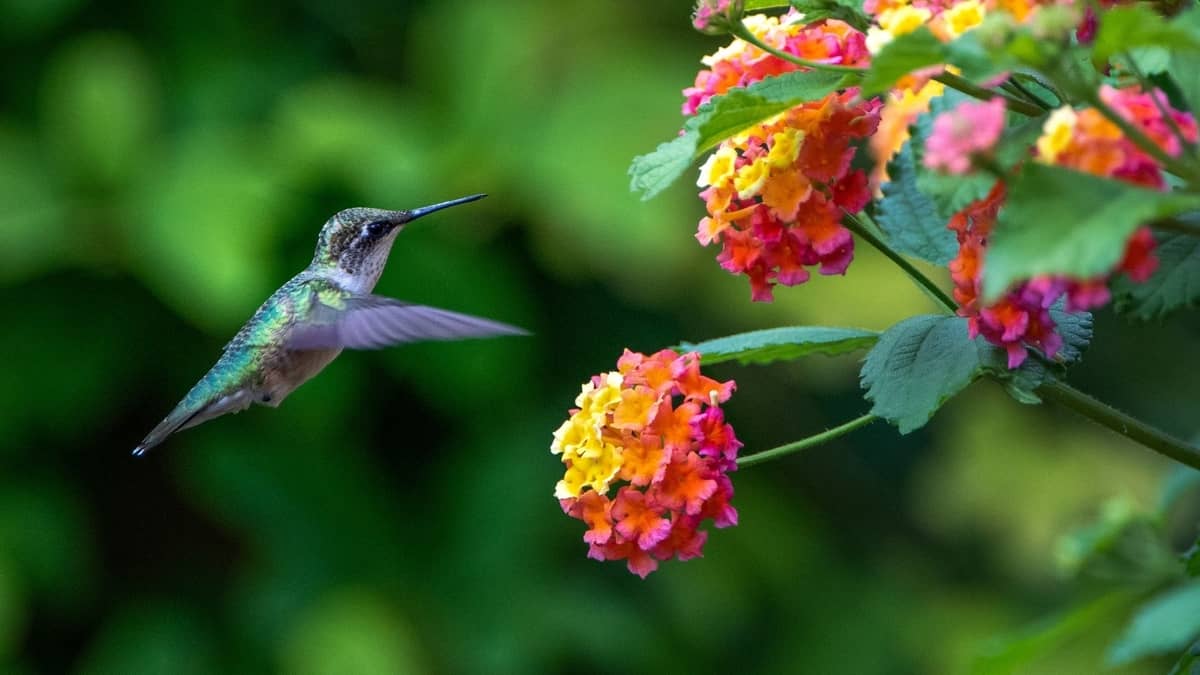 Are Hummingbirds Good For The Garden