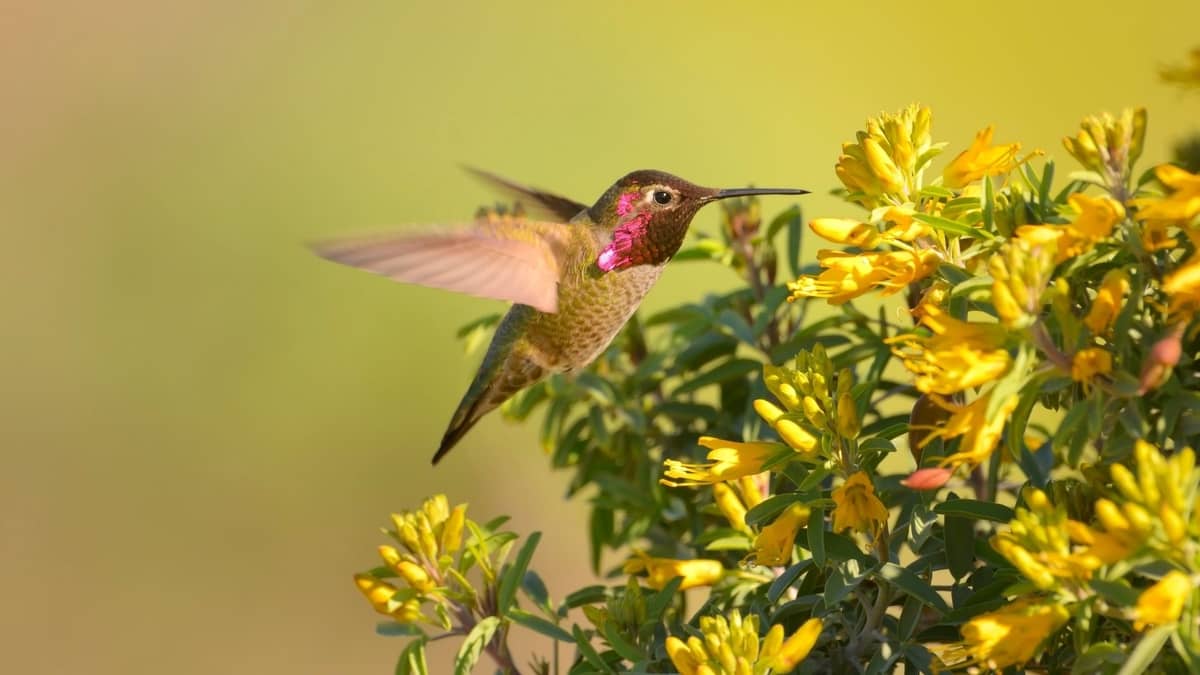 California Hummingbirds Bay Area