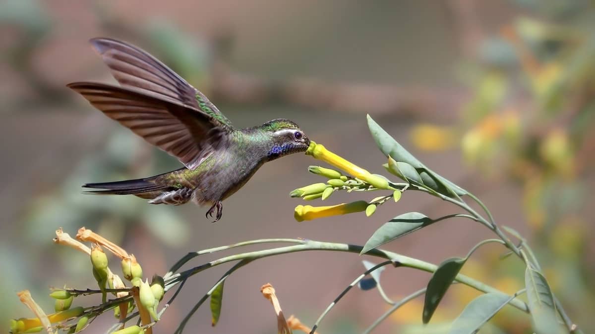 Can Hummingbird Nectar Be Too Sweet