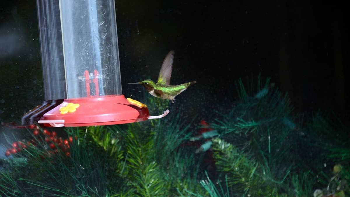 Can Hummingbirds See At Night