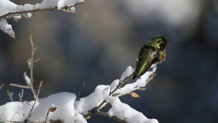  Can a hummingbird freeze to death?