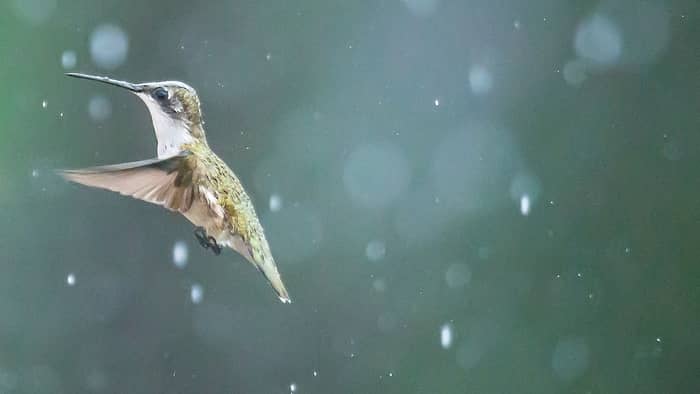  Can hummingbirds get too wet?