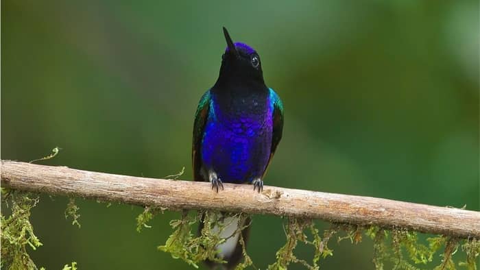  Can sunbirds hover like hummingbirds?