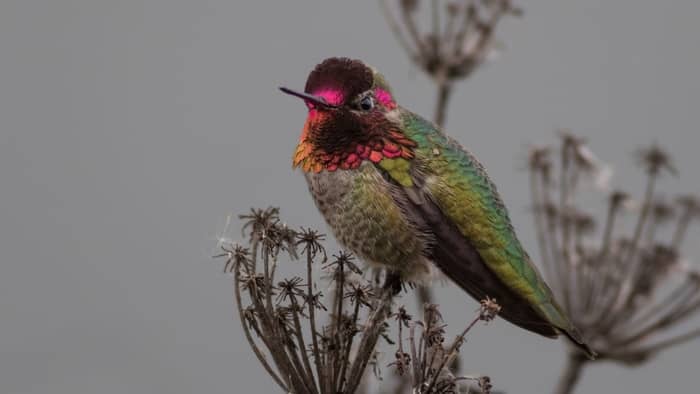  Do California hummingbirds migrate?