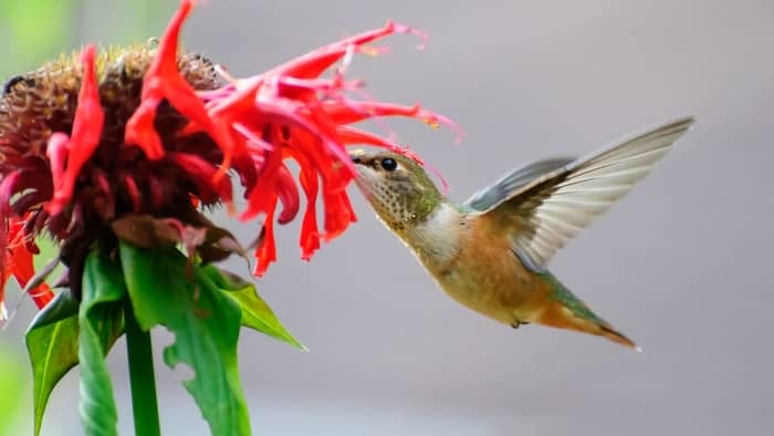  Do any animals eat hummingbirds?
