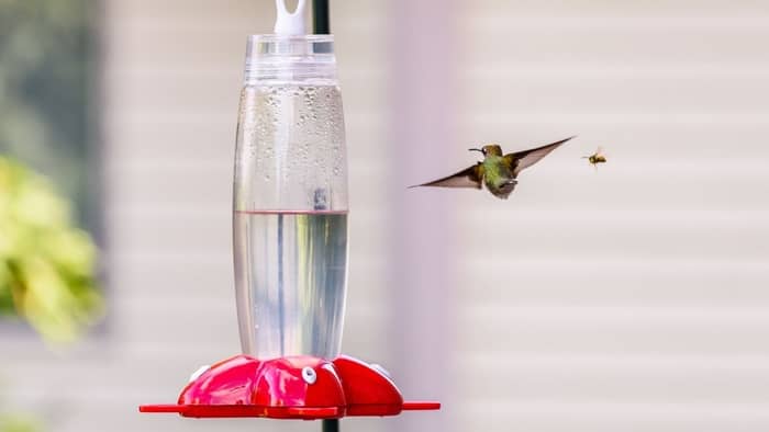  Do bee proof hummingbird feeders work?