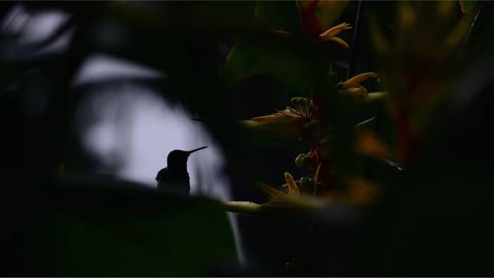 Can Hummingbirds See At Night? The Most Amazing Facts About The Anatomy