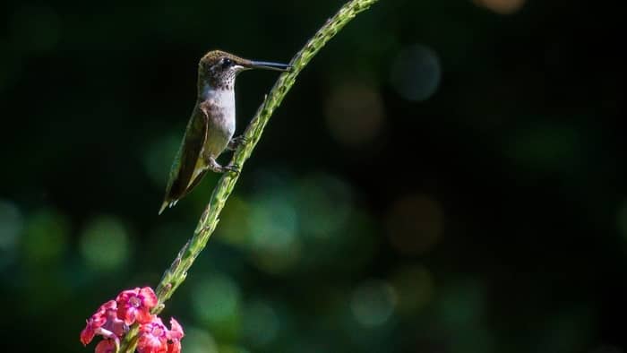  Do hummingbirds go to sleep at night?