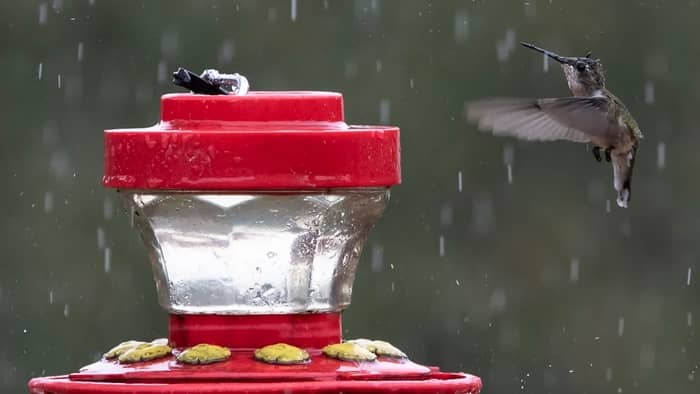  Do hummingbirds mind the rain?