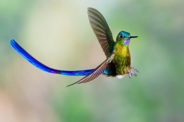 How Hummingbirds Use Their Tail