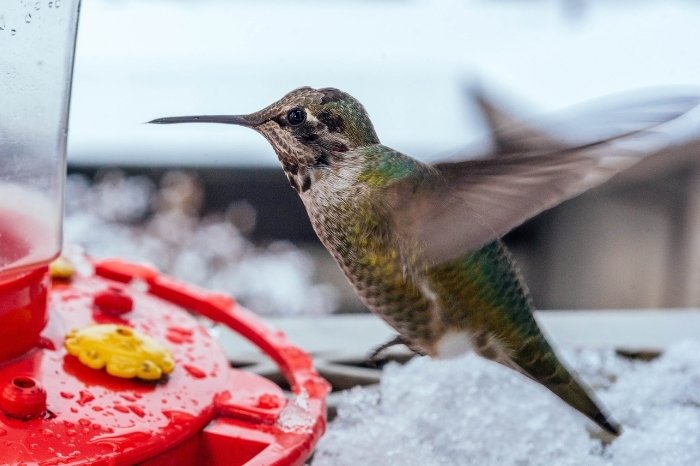 How do Hummingbirds Survive the Cold Temperatures