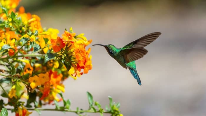  How do I attract hummingbirds to my garden?