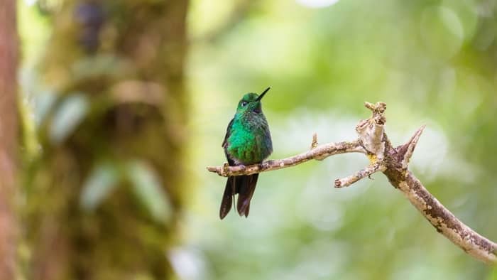  How do you get a hummingbird to trust you?