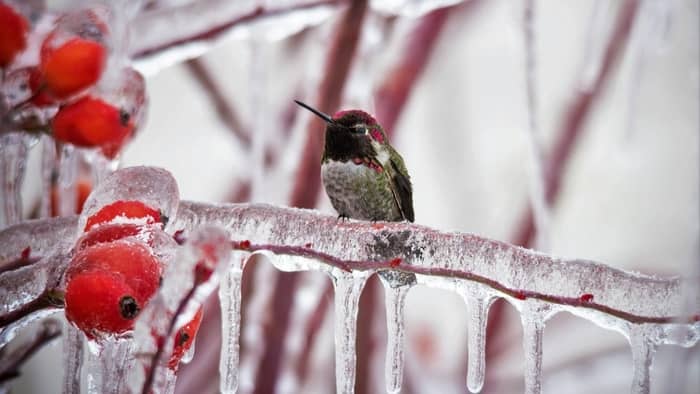  How do you protect hummingbirds from cold?