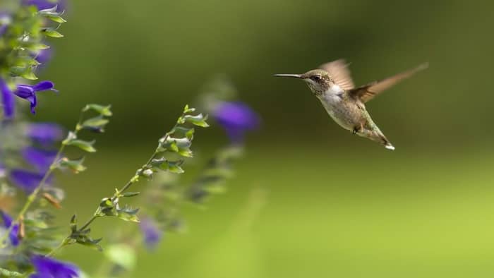  How often should you change hummingbird nectar?
