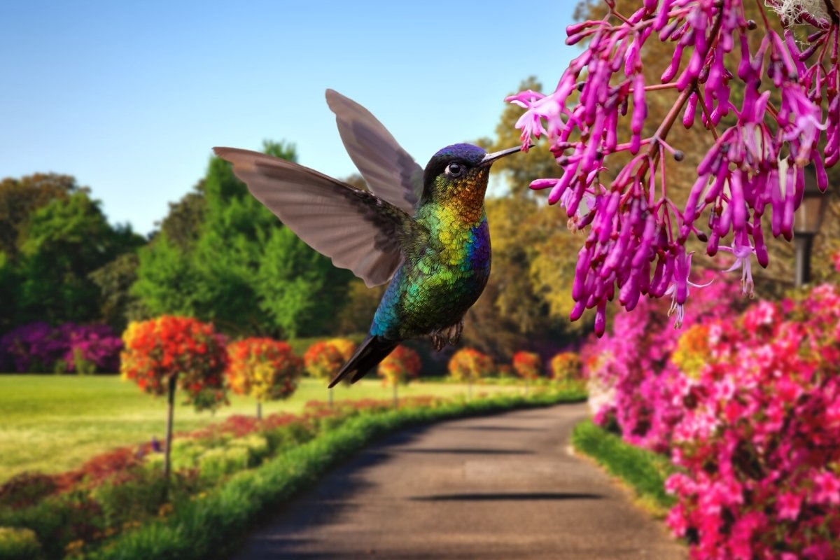 Hummingbird Season In Alabama - 3 Tips To Get More Visitors This Year