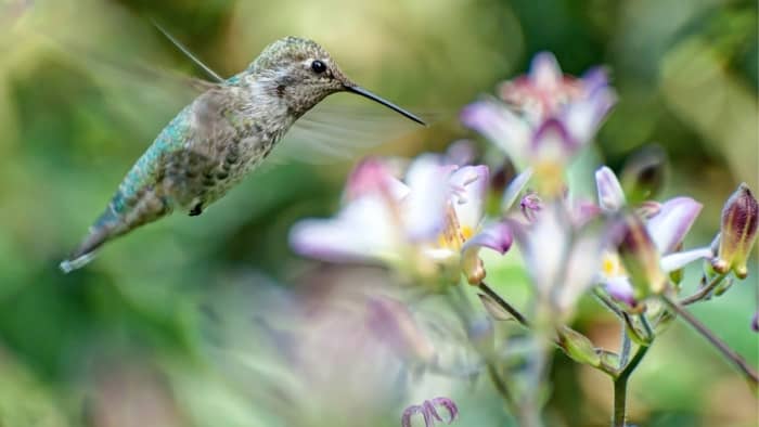  Is a hummingbird a producer consumer or decomposer?