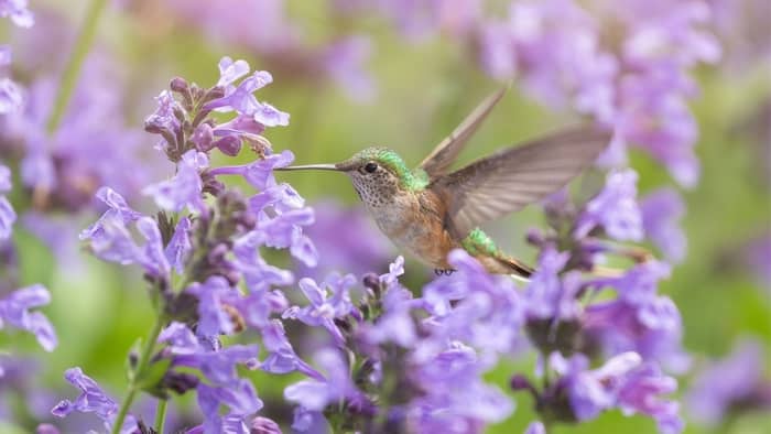  Is it good luck when you see a hummingbird?