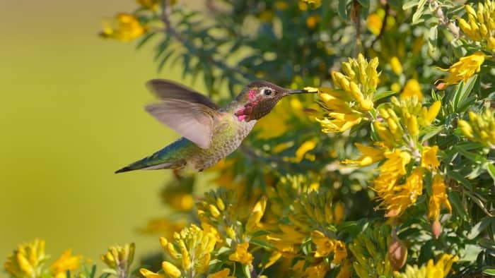  Is there a season for hummingbirds in California?