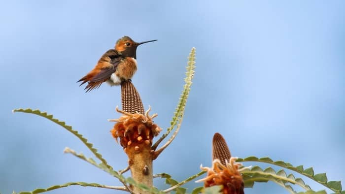  What are the four different things for which the birds use their beaks?