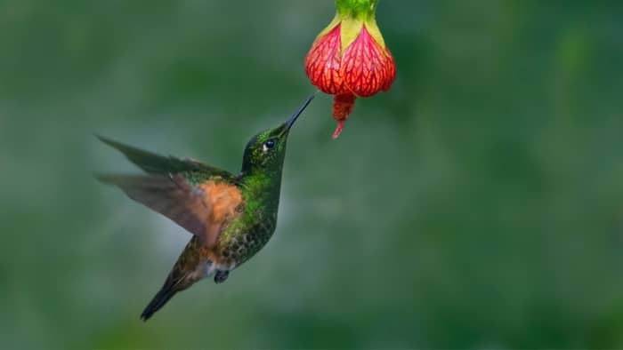  What does a hummingbird symbolize in Mexican culture