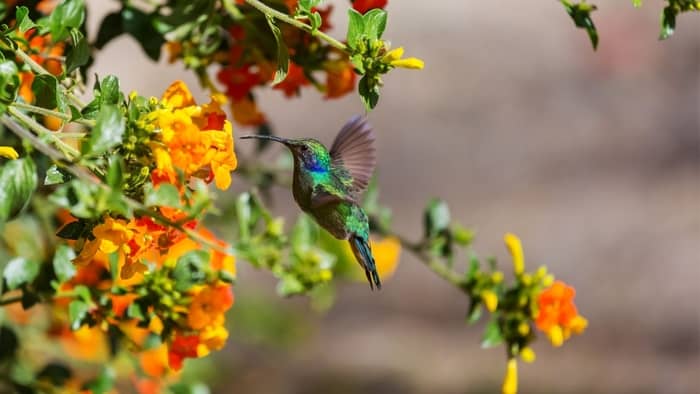  What does it mean when a hummingbird comes to your window?