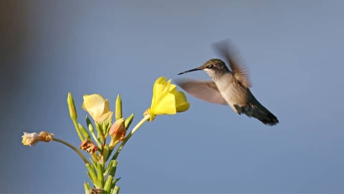  What does it mean when a hummingbird crosses your path?