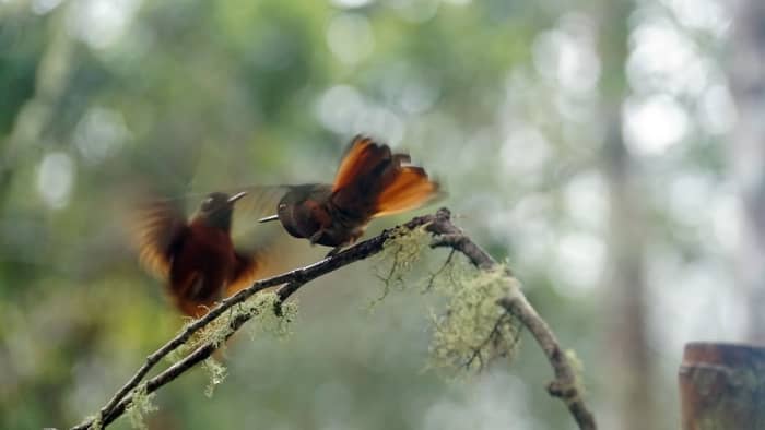  What does it mean when a hummingbird hovers in front of you?