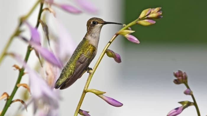  What is the correct ratio of sugar to water for hummingbirds?