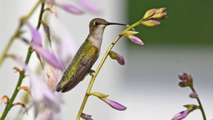  What is the correct ratio of sugar to water for hummingbirds?