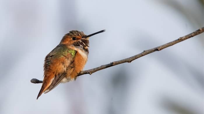  What is the difference between Hummingbird and sunbird?