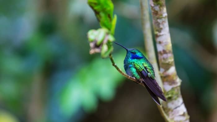  What kind of plants do hummingbirds like?