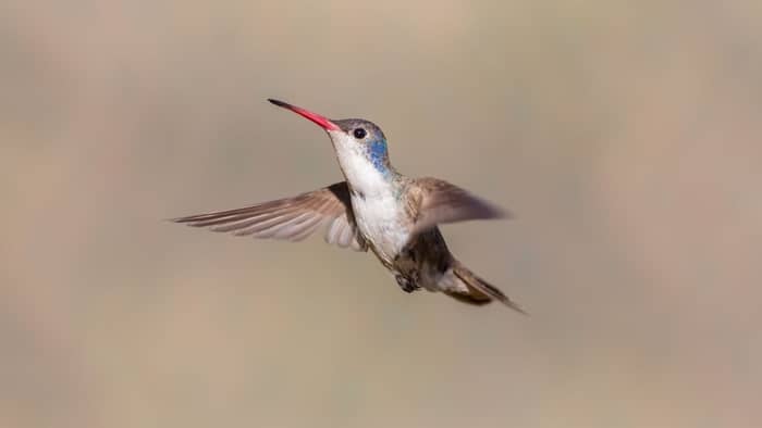  What kinds of hummingbirds live in Northern California?